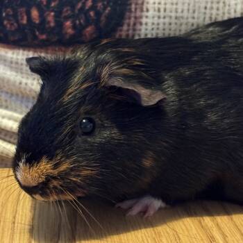 Rescue Guinea Pig Guinea Pigs for Adoption in Hopkinton, Massachusetts - Beyblade | PetCurious